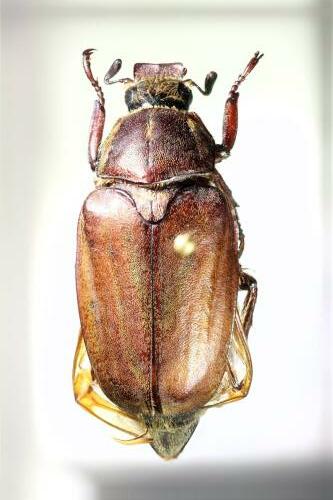 Anoxia villosa